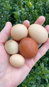 Have you ever collected eggs from your hens and discovered a miniature surprise among the regular-sized ones? If so, you’ve encountered the charming phenomenon known as “fairy eggs”. 🧚🥚 Fairy eggs are tiny, yolk-less eggs that hens occasionally lay. They can be small as marble and when opened, contain only whites. These delights occur when there is a little “hiccup” in a hens reproductive system. Normally, the egg-making begins when a yolk is released. With fairy eggs, the reproductive system 