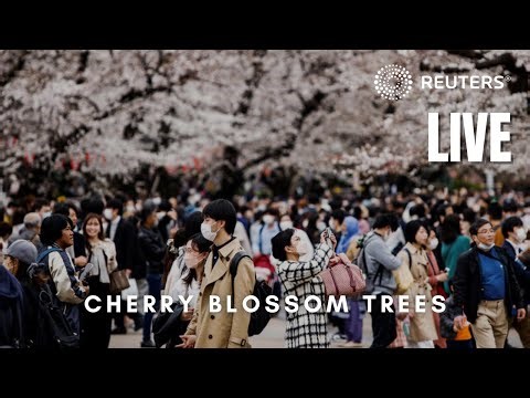 LIVE: Tokyo's cherry blossoms in full bloom