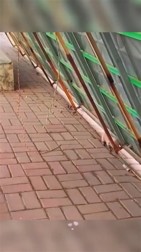 11K views · 605 reactions | the little abandoned pig and the kindness of the animal lover#animals #loveanimals #lovelyanimals | Thrift City | Facebook