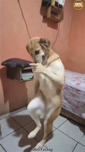 🐶😂AI Funny Dancing Dog | Craziest Dance Moves Ever!😂🔥 #Shorts #dance #viral #banraslitfest #page #ai