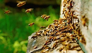 Can You Keep Bees Without Harvesting Honey? What, Don’t Like Honey? - Bee Keeper Facts - Beekeeping For Beginners And Hobbyists