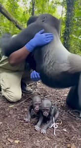 1.7M views · 70K reactions | Gorilla Greeting Doctors For Best Helping | Rsa Times | Facebook