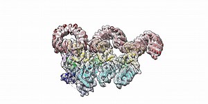 Using cryo-electron microscopy, researchers - including HHMI Investigators Eva Nogales and Russell Vance - have revealed the structure of a multi-protein complex called the NAIP5-NLRC4 inflammasome, which helps identify invading bacteria. Read more: http://bit.ly/2ilHUID | Howard Hughes Medical Institute - HHMI