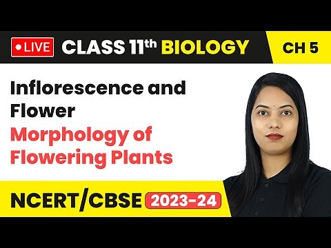 Inflorescence and Flower - Morphology of Flowering Plants | Class 11 Biology Chapter 5 | LIVE