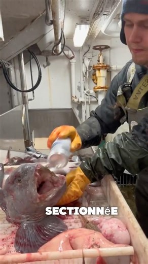 Cet animal survit sans eau pendant des années 😱 #incroyable #animaux