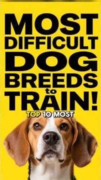 MOST DIFFICULT DOG BREEDS to TRAIN 2025! Shorts Video List of Stubborn & Hard Dogs to Train + TIps!