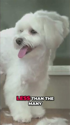 Maltipoo: Low Shedding Myths Busted! Why Grooming Still Matters #shorts