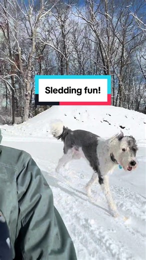 Sledding Fun with Dogs: A Winter Adventure