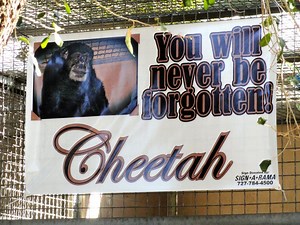 A Last Goodbye to Cheetah the Chimp