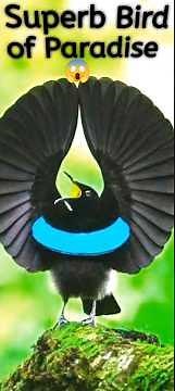 Superb Bird of Paradise – The Most Beautiful Courtship Dance in Nature#shortvideo