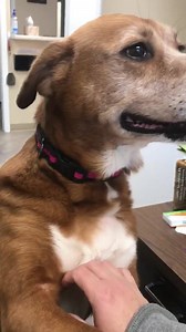 Shelter dog Hope🐾🐕🐶 | Henry County Humane Society - Geneseo, IL