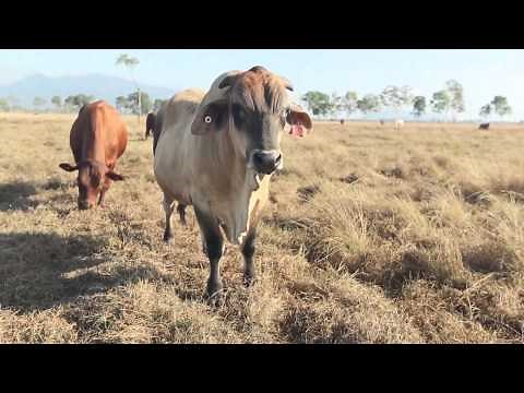 NQ Dry Tropics Introduction Video