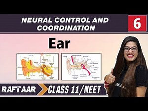 Neural Control and Coordination 06 || Ear || Class11/NEET || RAFTAAR