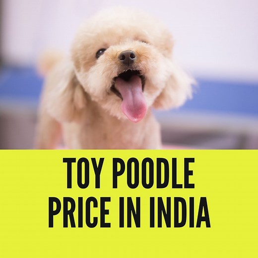 Toy Poodle Price in India (2024) with Monthly Expenses - PetsWeb