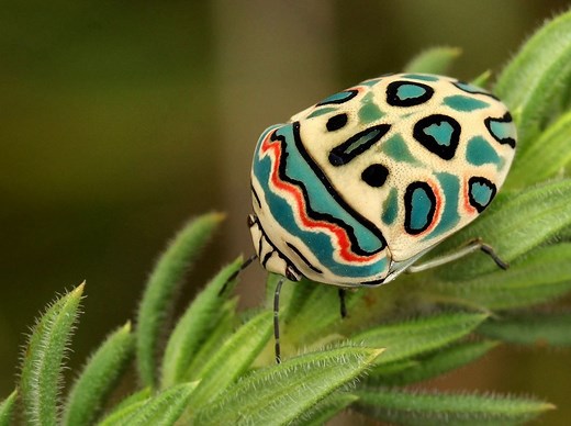 Nature's Palette: Delve into the World of 10 Vibrantly Colorful Insects