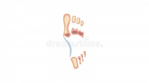 Anatomical Foot Illustration Showing Bones and Flesh in Perspective Stock Footage - Video of anatomy, tibia: 409871642