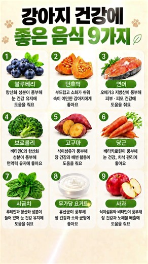 강아지가 먹으면 좋은 최고의 음식 9가지