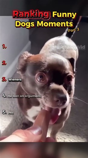 Ranking Funny Dogs Moments | Part 3