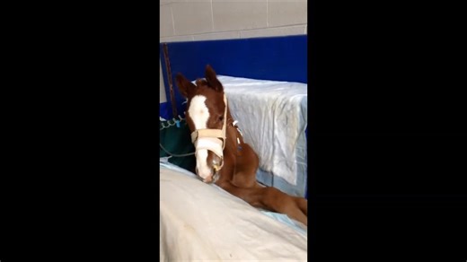 Starting the day with a chat, and this foal has plenty to say! #FoalFriday #roodandriddleequinehospital #roodandriddle #foalfriday #foalsof2025 | Rood & Riddle Equine Hospital