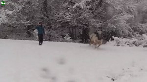 152K views · 9.4K reactions | L'HIVER EST LÀ ❄️Qui a dit que les êtres humains étaient les seuls à aimer jouer dans la neige fraîche? Les animaux ne sont pas si différents de nous. La preuve en vidéo   Fundación Santuario Gaia | L214 Ethique et Animaux | Facebook