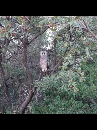 The perfect video to end off your week. Reason number 76 339 why living on an owl sanctuary is good for your soul😉 | Owl Rescue Centre