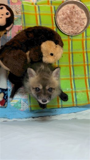 32K views · 3.1K reactions | Red fox kits | Wild Heart Ranch | Facebook