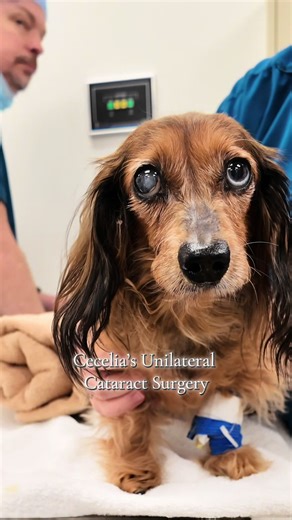 Cecelia's Unilateral Cataract Surgery Experience