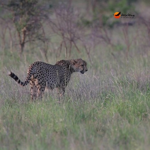 A rock monitor gives a cheetah a fright. Not once but twice! © Simon Vegter | Wild Wings Safaris