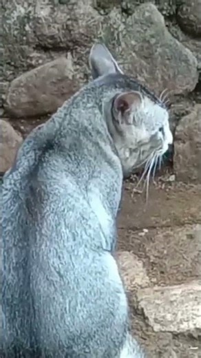 cats fighting | sounds of cats fighting #cat #animals #soundcat #shorts