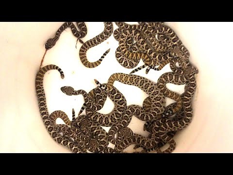 Baby Rattlesnakes!