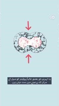 زندگی کی ابتدا کے بارے میں حیرت انگیز انکشاف | DW Urdu | Inside the Egg Cell