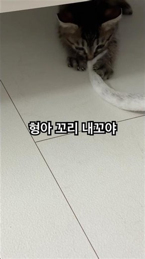 #고양이#애기고양이 #브리티시쇼트헤어 #cute #임보일기 #귀여워서미안해 #cat ❤️❤️형아좋아!