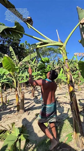 Bananenernte im Garten: Wie Tradition und Technik frische Früchte liefern