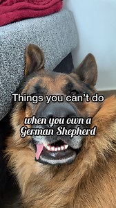 10 Things You Can't Do When Owning A German Shepherd - Music by Jeff Kaale | Strider The German Shepherd