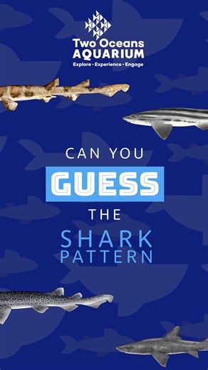 1.5K views · 15 reactions | Can you guess the shark pattern? 麗 We’ve zoomed in on one of our amazing residents! This species is endemic to the temperate waters off the coast of South Africa. Visit the Two Oceans Aquarium to meet this mystery shark — and many more ocean wonders!  Drop your guess in the comments!  #TwoOceansAquarium #GuessTheShark #SharkPatternChallenge #CapeTownAquarium | Two Oceans Aquarium | Facebook