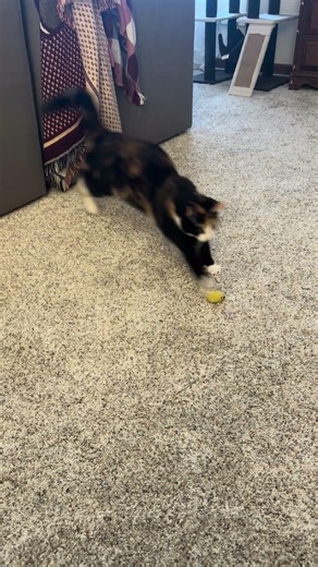 Indoor Safari: Cat Stalks Mysterious Yellow Prey #catsofyoutube #catsoftiktok #catsofinstagram