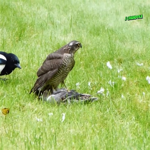 Hawk hunt and eating Pigeon | J chandola