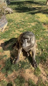 936K views · 33K reactions | Cindy the Baboon is a little grumpy this morning! 藍#funnyvideos #Amazing #animals #grumpy #baboon | Ruben Namibia | Facebook