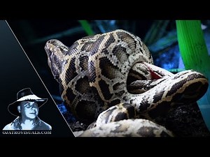 Burmese Python Hatchlings Fighting 01