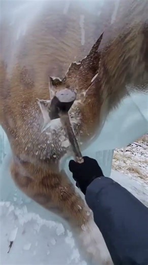 SABERTOOTH TIGER Ice SHATTERED → EYE OPENS 😱 #sabertooth #wildlife #viralshort