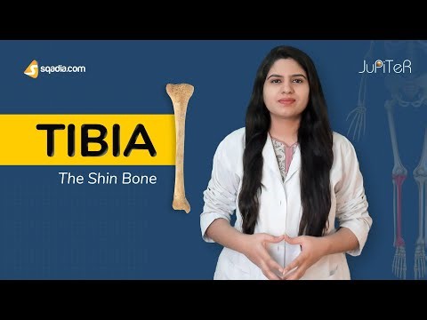 Tibia | Anatomy of Leg Bones | Lower Limb Skeletal System | V-Learning™
