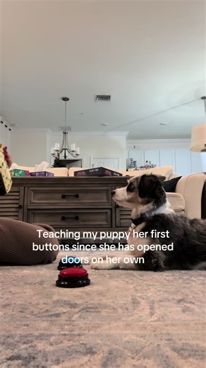 Smart Dog Learns to Use potty Buttons During Training