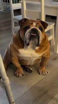 🐶நாய்களுக்கு செய்யும் கொடுமைகள்😢#wildlifetamil #animallovers #tiger #lion #doglove #dog