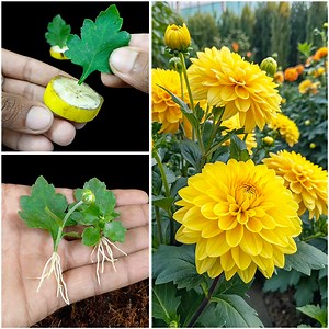 135K views · 979 reactions | Growing chrysanthemum flower plant at home from leaf | Quick & effective guide | DIY IndoorGarden | Facebook