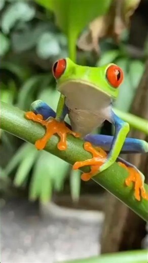 Red-eyed tree frog 🐸 #RedEyedTreeFrog #AnimalFacts #NatureLovers #WildLife #shorts