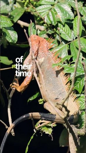 People Eat Iguanas… And They Can Live 20+ Years 😳🦎