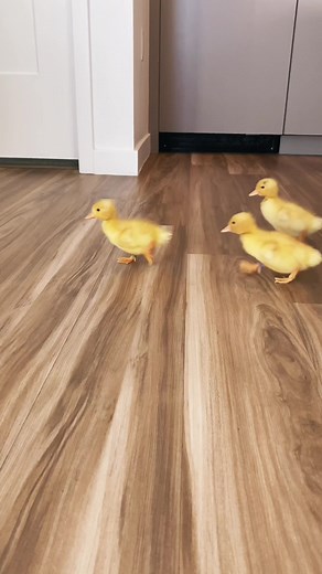 Baby Duck Sounds Compilation | Cute and Funny Duckling Sounds