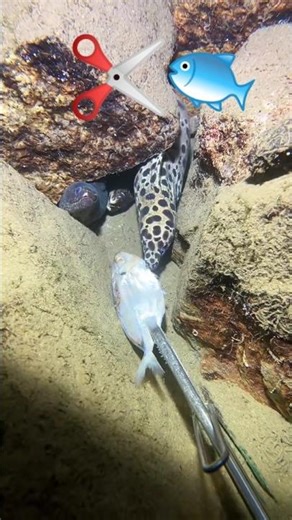 Eel ESCAPES My CLAW! 🤯 Underwater Fishing FAIL