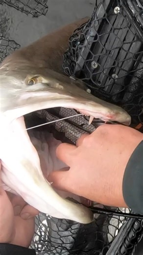 83K views · 1.2K reactions | Excited to get back to Eagle this week after missing it last year! Love those big blondes!!! #fish #fishing #musky #muskie #fishingvideos | Doug Wegner Fishing | Facebook