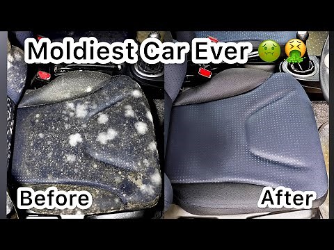 How To Clean Mould / Fungus From Car Interior | Mould Removal From Car